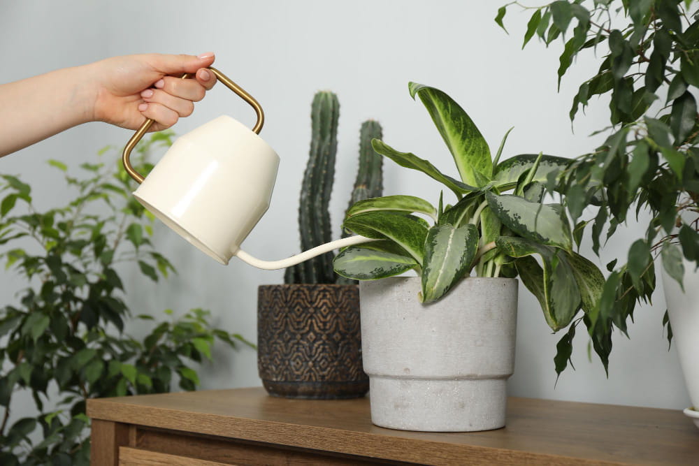 Gros plan d'une main tenant un arrosoir moderne en céramique et laiton pour un arrosage du pothos, avec d'autres plantes d'intérieur et un cactus en arrière-plan sur une table en bois