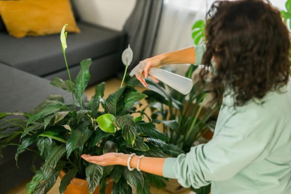 Vue de dessus d'une femme avec un pull vert et des bracelets vaporisant de l'eau sur un Pothos (Peace Lily) en fleur dans un pot en terre cuite, effectuant un arrosage du pothos par brumisation, avec un canapé gris en arrière-plan.