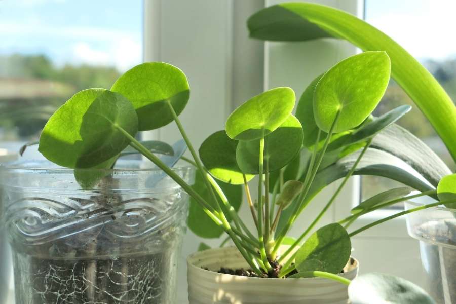 Un Pilea peperomioides, aussi connu comme plante à monnaie chinoise, est posé sur le rebord d'une fenêtre ensoleillée.